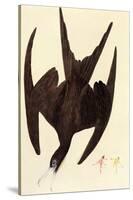 Magnificent Frigate Bird-John James Audubon-Stretched Canvas