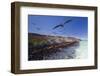 Magnificent frigatebird (Fregata magnificens), breeding colony in Bahia Gabriel-Michael Nolan-Framed Photographic Print