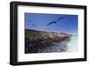 Magnificent frigatebird (Fregata magnificens), breeding colony in Bahia Gabriel-Michael Nolan-Framed Photographic Print