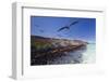 Magnificent frigatebird (Fregata magnificens), breeding colony in Bahia Gabriel-Michael Nolan-Framed Photographic Print