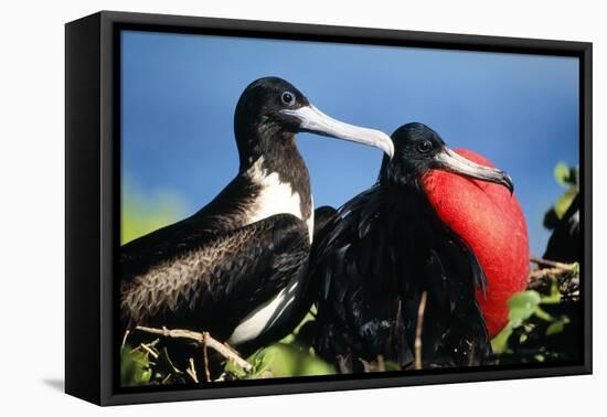 Magnificent Frigatebird X Two, Male and Female-null-Framed Stretched Canvas