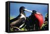 Magnificent Frigatebird X Two, Male and Female-null-Framed Stretched Canvas