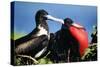 Magnificent Frigatebird X Two, Male and Female-null-Stretched Canvas