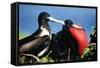 Magnificent Frigatebird X Two, Male and Female-null-Framed Stretched Canvas