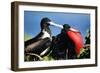 Magnificent Frigatebird X Two, Male and Female-null-Framed Photographic Print