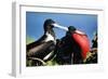 Magnificent Frigatebird X Two, Male and Female-null-Framed Photographic Print