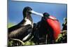Magnificent Frigatebird X Two, Male and Female-null-Mounted Photographic Print