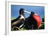 Magnificent Frigatebird X Two, Male and Female-null-Framed Photographic Print