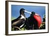 Magnificent Frigatebird X Two, Male and Female-null-Framed Photographic Print