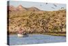 Magnificent Frigatebirds (Fregata Magnificens), San Gabriel Bay, Espiritu Santo Island-Michael Nolan-Stretched Canvas