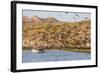 Magnificent Frigatebirds (Fregata Magnificens), San Gabriel Bay, Espiritu Santo Island-Michael Nolan-Framed Photographic Print