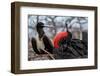 Magnificent frigatebirds pair in courtship display, Galapagos-Lucas Bustamante-Framed Photographic Print