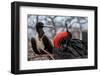 Magnificent frigatebirds pair in courtship display, Galapagos-Lucas Bustamante-Framed Photographic Print