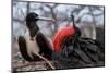 Magnificent frigatebirds pair in courtship display, Galapagos-Lucas Bustamante-Mounted Photographic Print