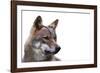 Magnificent Gaze - Pure-Staffan Widstrand-Framed Giclee Print