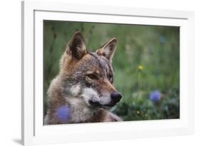 Magnificent Gaze-Staffan Widstrand-Framed Giclee Print