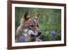 Magnificent Gaze-Staffan Widstrand-Framed Giclee Print