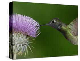 Magnificent Hummingbird, Adult Feeding on Garden Flowers, USA-Dave Watts-Stretched Canvas