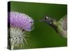 Magnificent Hummingbird, Adult Feeding on Garden Flowers, USA-Dave Watts-Stretched Canvas