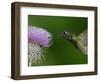 Magnificent Hummingbird, Adult Feeding on Garden Flowers, USA-Dave Watts-Framed Premium Photographic Print
