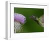 Magnificent Hummingbird, Adult Feeding on Garden Flowers, USA-Dave Watts-Framed Premium Photographic Print