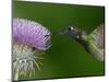 Magnificent Hummingbird, Adult Feeding on Garden Flowers, USA-Dave Watts-Mounted Premium Photographic Print