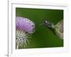 Magnificent Hummingbird, Adult Feeding on Garden Flowers, USA-Dave Watts-Framed Photographic Print