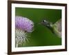 Magnificent Hummingbird, Adult Feeding on Garden Flowers, USA-Dave Watts-Framed Photographic Print