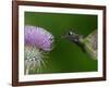 Magnificent Hummingbird, Adult Feeding on Garden Flowers, USA-Dave Watts-Framed Photographic Print