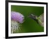 Magnificent Hummingbird, Adult Feeding on Garden Flowers, USA-Dave Watts-Framed Photographic Print