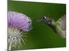 Magnificent Hummingbird, Adult Feeding on Garden Flowers, USA-Dave Watts-Mounted Photographic Print