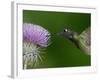 Magnificent Hummingbird, Adult Feeding on Garden Flowers, USA-Dave Watts-Framed Photographic Print