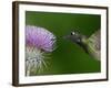 Magnificent Hummingbird, Adult Feeding on Garden Flowers, USA-Dave Watts-Framed Photographic Print