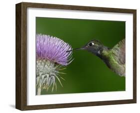 Magnificent Hummingbird, Adult Feeding on Garden Flowers, USA-Dave Watts-Framed Photographic Print