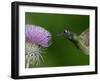 Magnificent Hummingbird, Adult Feeding on Garden Flowers, USA-Dave Watts-Framed Photographic Print