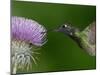 Magnificent Hummingbird, Adult Feeding on Garden Flowers, USA-Dave Watts-Mounted Photographic Print