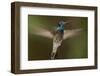 Magnificent Hummingbird (Eugenes Fulgens) Male, Flying, Milpa Alta Forest, Mexico, May-Claudio Contreras Koob-Framed Photographic Print