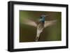 Magnificent Hummingbird (Eugenes Fulgens) Male, Flying, Milpa Alta Forest, Mexico, May-Claudio Contreras Koob-Framed Photographic Print