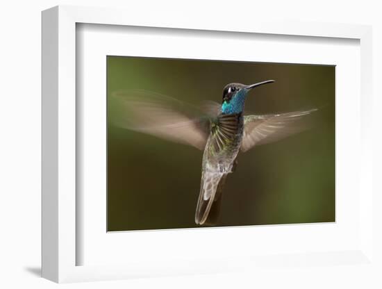 Magnificent Hummingbird (Eugenes Fulgens) Male, Flying, Milpa Alta Forest, Mexico, May-Claudio Contreras Koob-Framed Photographic Print