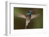 Magnificent Hummingbird (Eugenes Fulgens) Male, Flying, Milpa Alta Forest, Mexico, May-Claudio Contreras Koob-Framed Photographic Print