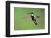 Magnificent Hummingbird in Flight-Richard Wright-Framed Photographic Print