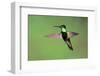 Magnificent Hummingbird in Flight-Richard Wright-Framed Photographic Print