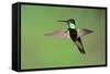 Magnificent Hummingbird in Flight-Richard Wright-Framed Stretched Canvas