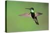 Magnificent Hummingbird in Flight-Richard Wright-Stretched Canvas