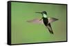 Magnificent Hummingbird in Flight-Richard Wright-Framed Stretched Canvas