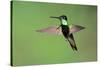 Magnificent Hummingbird in Flight-Richard Wright-Stretched Canvas