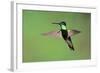 Magnificent Hummingbird in Flight-Richard Wright-Framed Photographic Print