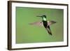 Magnificent Hummingbird in Flight-Richard Wright-Framed Photographic Print