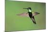 Magnificent Hummingbird in Flight-Richard Wright-Mounted Photographic Print