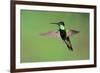 Magnificent Hummingbird in Flight-Richard Wright-Framed Photographic Print